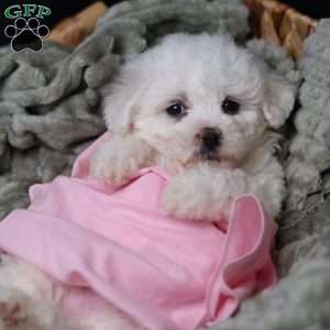 Joy, Bichon Frise Puppy